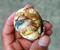 คำอธิบาย: 3.Manila_Balut_